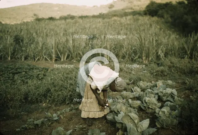 FSA borrower? in her garden, Puerto Rico, 1942 or 1941 . Creator: Jack Delano.