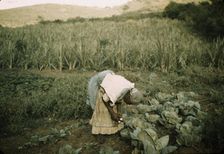 FSA borrower? in her garden, Puerto Rico, 1942 or 1941 . Creator: Jack Delano