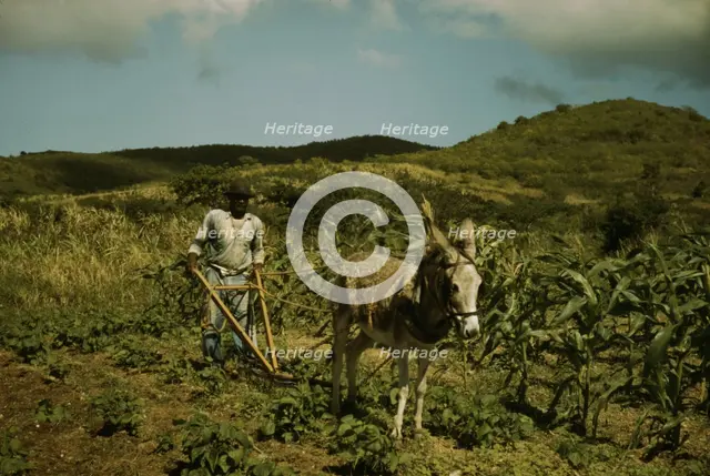 FSA borrower plowing his garden with one of the few plows used on the island, St. Croix, V.I., 1941. Creator: Jack Delano.