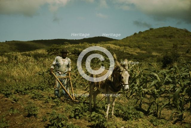FSA borrower plowing his garden with one of the few plows used on the island, St. Croix, V.I., 1941. Creator: Jack Delano.