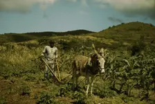 FSA borrower plowing his garden with one of the few plows used on the island, St. Croix, V.I., 1941. Creator: Jack Delano