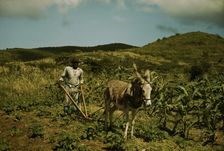 FSA borrower plowing his garden with one of the few plows used on the island, St. Croix, V.I., 1941. Creator: Jack Delano