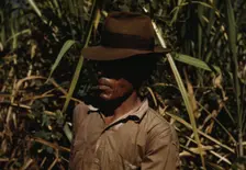 FSA borrower who is a member of a sugar cooperative, vicinity of Rio Piedras, Puerto Rico, 1942. Creator: Jack Delano