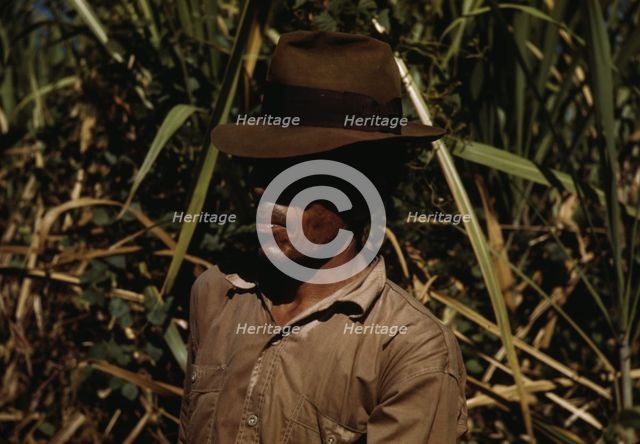FSA borrower who is a member of a sugar cooperative, vicinity of Rio Piedras, Puerto Rico, 1942. Creator: Jack Delano.