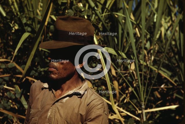 FSA borrower who is a member of a sugar cooperative, vicinity of Rio Piedras, Puerto Rico, 1942. Creator: Jack Delano.