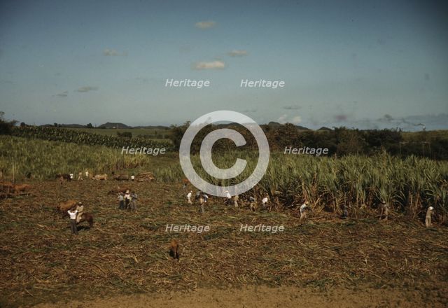 FSA borrowers harvesting sugar cane cooperatively on a farm, vicinity Rio Piedras, Puerto Rico, 1941 Creator: Jack Delano.