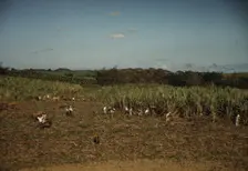 FSA borrowers harvesting sugar cane cooperatively on a farm, vicinity Rio Piedras, Puerto Rico, 1941 Creator: Jack Delano