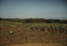FSA borrowers harvesting sugar cane cooperatively on a farm, vicinity Rio Piedras, Puerto Rico, 1941 Creator: Jack Delano