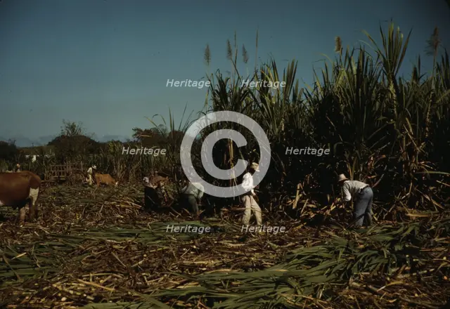 FSA borrowers harvesting sugar cane cooperatively on a farm, vicinity Rio Piedras, Puerto Rico, 1941 Creator: Jack Delano.