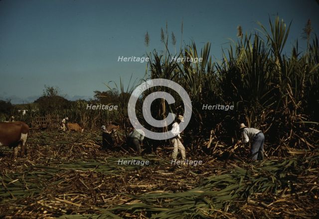 FSA borrowers harvesting sugar cane cooperatively on a farm, vicinity Rio Piedras, Puerto Rico, 1941 Creator: Jack Delano.
