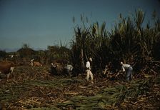 FSA borrowers harvesting sugar cane cooperatively on a farm, vicinity Rio Piedras, Puerto Rico, 1941 Creator: Jack Delano