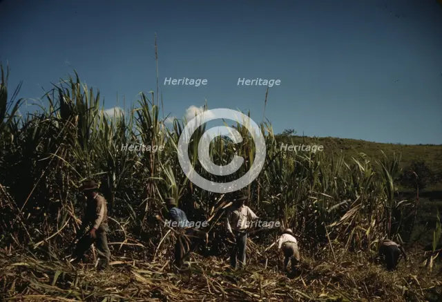 FSA farmers working in a sugar cane field, vicinity of Rio Piedras, Puerto Rico. , 1941. Creator: Jack Delano.