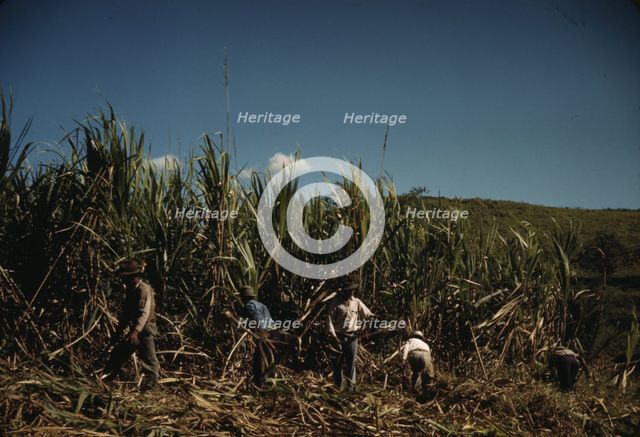 FSA farmers working in a sugar cane field, vicinity of Rio Piedras, Puerto Rico. , 1941. Creator: Jack Delano.