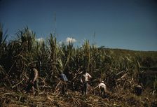 FSA farmers working in a sugar cane field, vicinity of Rio Piedras, Puerto Rico. , 1941. Creator: Jack Delano