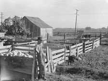 FSA rural rehabilitation client, Tulare County, California, 1938. Creator: Dorothea Lange