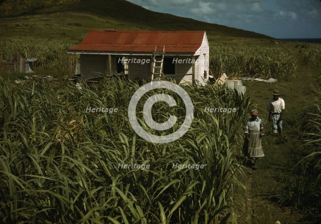 FSA - Tenant Purchase borrower? in their garden, by their house, Puerto Rico, 1941 or 1942. Creator: Jack Delano.