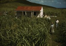 FSA - Tenant Purchase borrower? in their garden, by their house, Puerto Rico, 1941 or 1942. Creator: Jack Delano