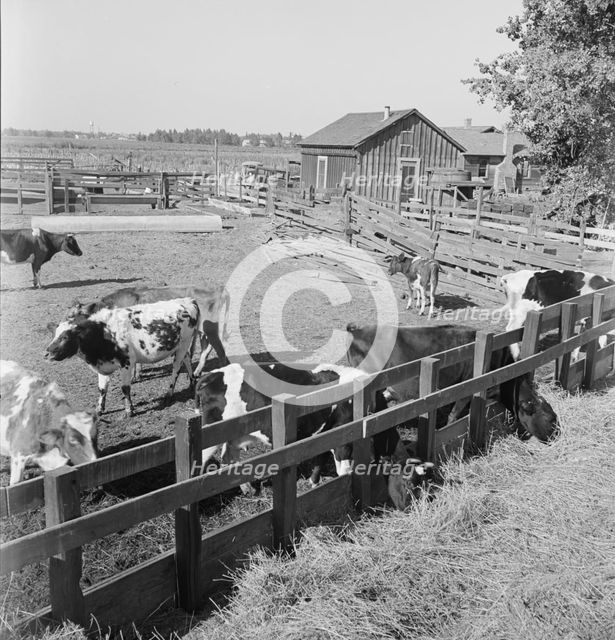 FSA tenant purchase client's herd, near Manteca, California, November 1938. Creator: Dorothea Lange.