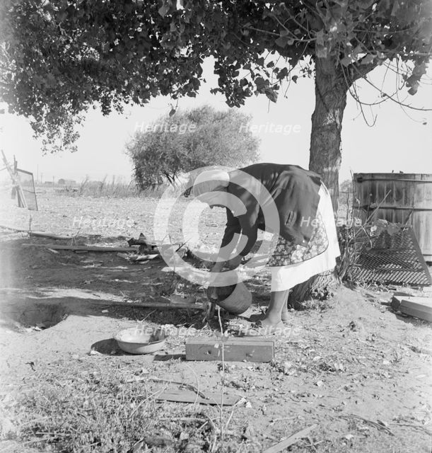FSA tenant purchase client's herd, near Manteca, California, November 1938. Creator: Dorothea Lange.