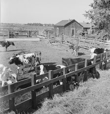 FSA tenant purchase client's herd, near Manteca, California, November 1938. Creator: Dorothea Lange