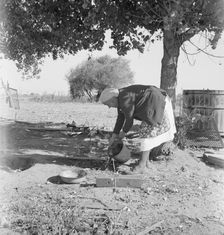 FSA tenant purchase client's herd, near Manteca, California, November 1938. Creator: Dorothea Lange