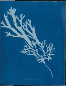 Fucus ceranoides, 1843 or 1844. Creator: Anna Atkins
