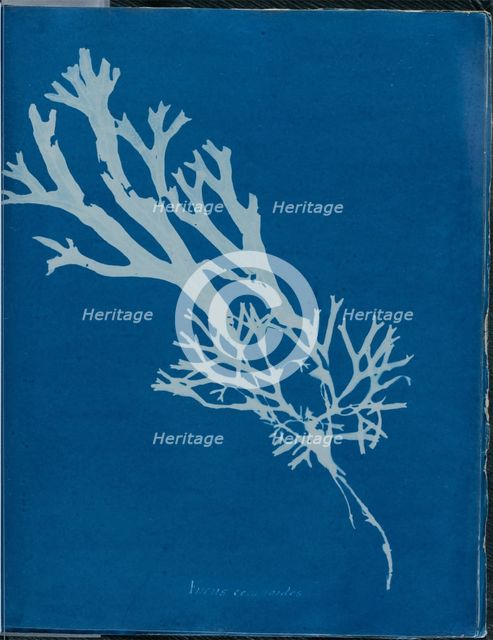 Fucus ceranoides, 1843 or 1844. Creator: Anna Atkins.