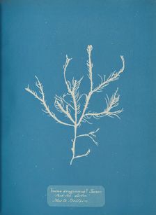 Fucus æruginosus Turner. "Med. Sea Sisbon" New to Britain., ca. 1853. Creator: Anna Atkins