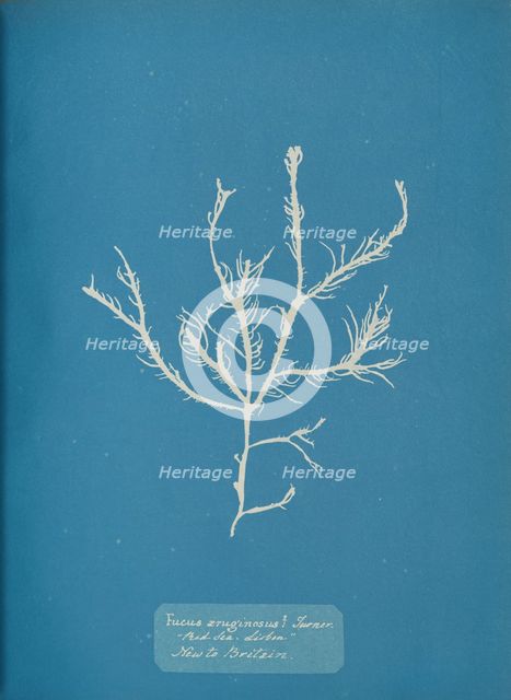 Fucus æruginosus Turner. "Med. Sea Sisbon" New to Britain., ca. 1853. Creator: Anna Atkins.
