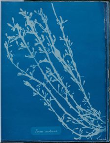 Fucus nodosus, 1843 or 1844. Creator: Anna Atkins