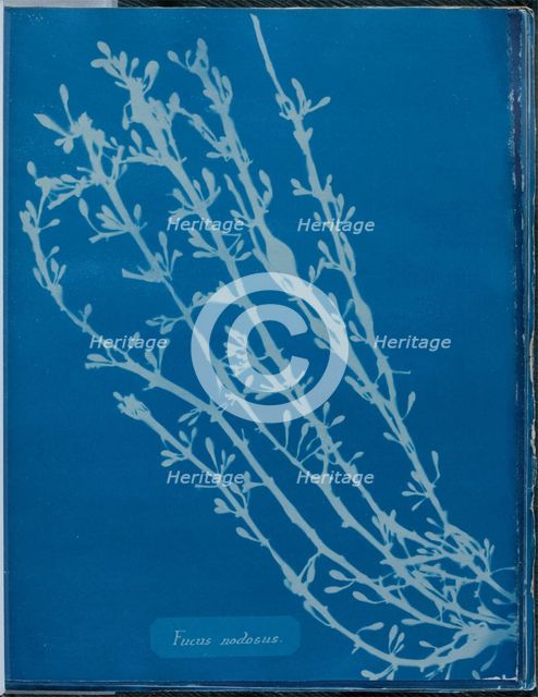 Fucus nodosus, 1843 or 1844. Creator: Anna Atkins.