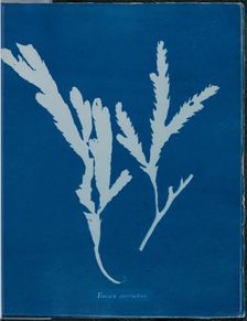 Fucus serratus, 1843 or 1844. Creator: Anna Atkins