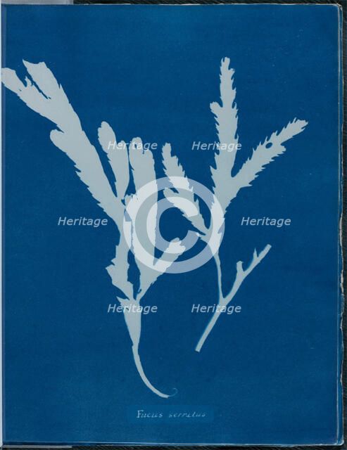 Fucus serratus, 1843 or 1844. Creator: Anna Atkins.