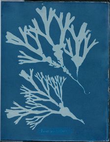 Fucus vesiculosus, 1843 or 1844. Creator: Anna Atkins