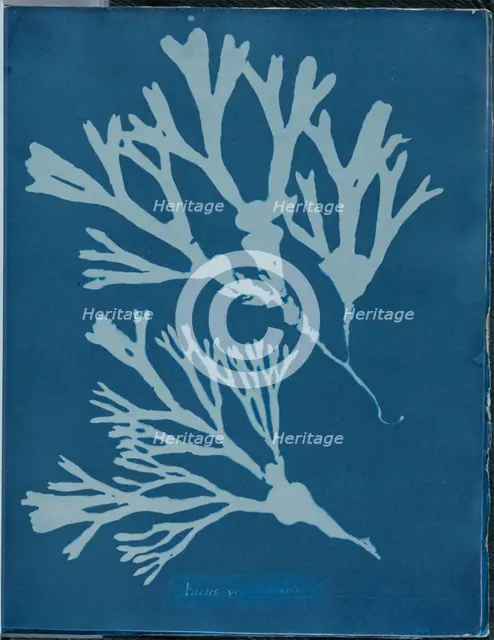 Fucus vesiculosus, 1843 or 1844. Creator: Anna Atkins.