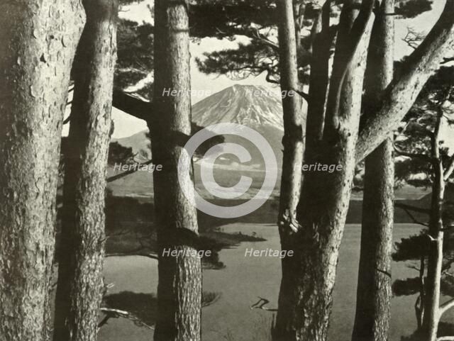 'Fuji and the Pine Trees', 1910. Creator: Herbert Ponting.