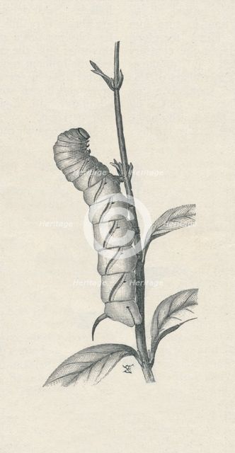 'Full-Grown Caterpillar of the Privet Hawk-Moth, Similarly Occupied', c1900, (1910). Artist: Fred Enock.