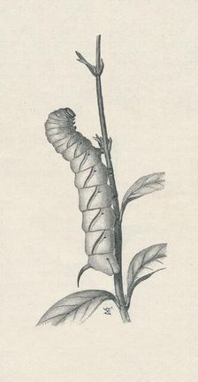 Full-Grown Caterpillar of the Privet Hawk-Moth, Similarly Occupied c1900, (1910). Artist: Fred Enock