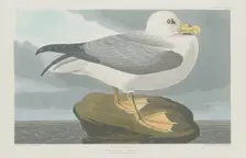 Fulmer Petrel, 1835. Creator: Robert Havell