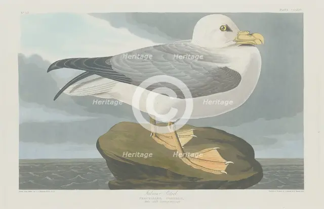 Fulmer Petrel, 1835. Creator: Robert Havell.