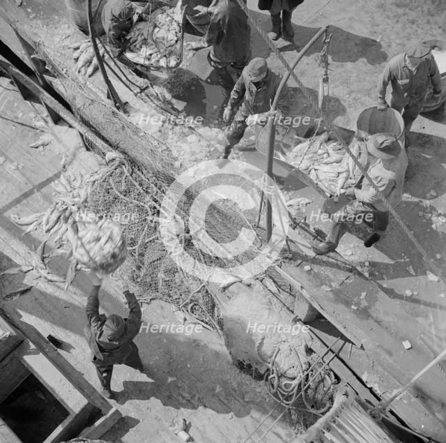 Fulton fish market dock stevedores unloading and weighing fish in the early morning, New York, 1943. Creator: Gordon Parks.
