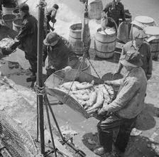 Fulton fish market dock stevedores unloading and weighing fish in the early morning, New York, 1943. Creator: Gordon Parks