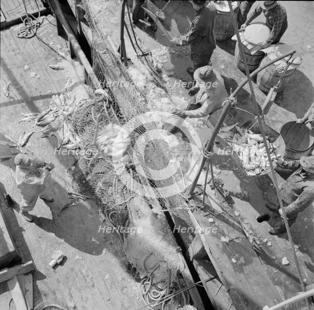 Fulton fish market dock stevedores unloading and weighing fish in the early morning, New York, 1943. Creator: Gordon Parks.
