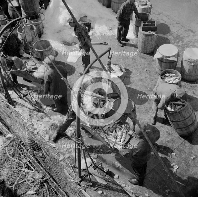 Fulton fish market dock stevedores unloading and weighing fish in the early morning, New York, 1943. Creator: Gordon Parks.