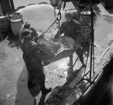 Fulton fish market dock stevedores unloading and weighing fish in the early morning, New York, 1943. Creator: Gordon Parks