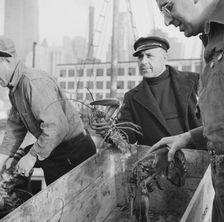 Fulton fish market dock stevedores with lobsters caught in the New England..., New York, 1943. Creator: Gordon Parks