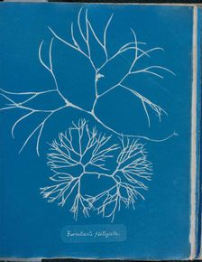 Furcellaria fastigiata, 1843 or 1844. Creator: Anna Atkins