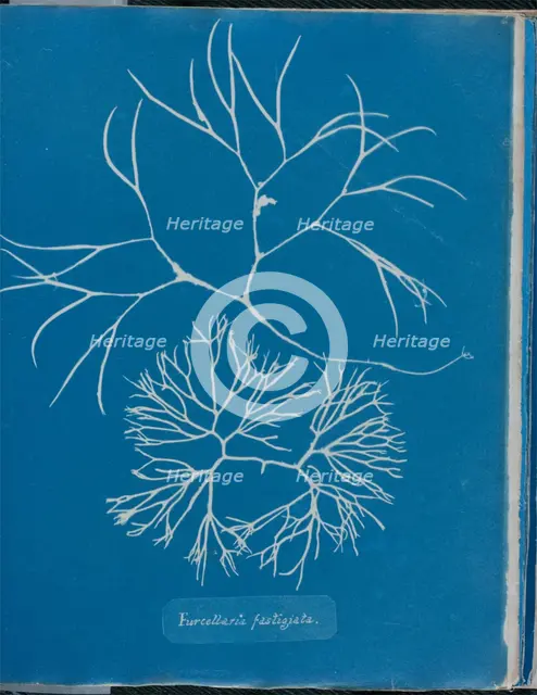 Furcellaria fastigiata, 1843 or 1844. Creator: Anna Atkins.