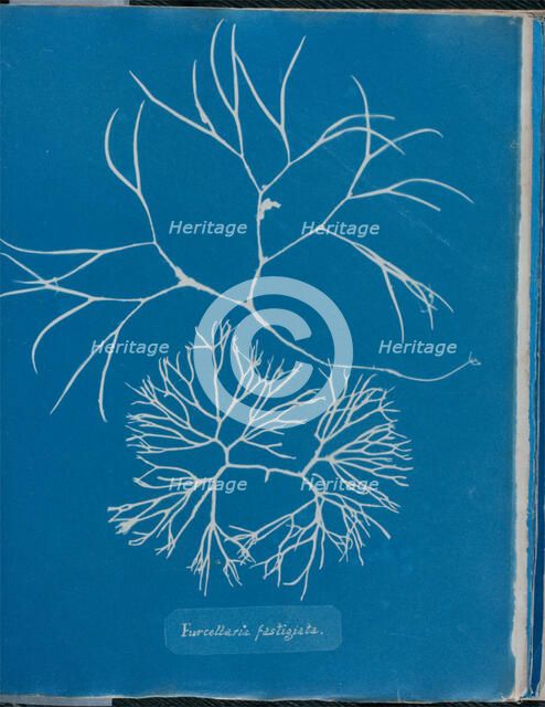 Furcellaria fastigiata, 1843 or 1844. Creator: Anna Atkins.