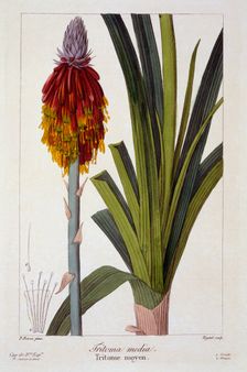Kniphofia, pub. 1836. Creator: Panacre Bessa (1772-1846)
